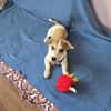 Hallo! Ich bin Peanut und suche Dich :-)