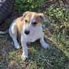 Hallo! Ich bin Peanut und suche Dich :-)