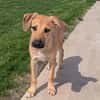 Leo sucht ein liebevolles Zuhause