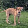 Leo sucht ein liebevolles Zuhause