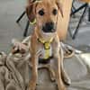 Leo sucht ein liebevolles Zuhause