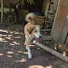 Cleo sucht ein Zuhause, in dem sie geliebt und umsorgt wird.