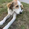 Cleo sucht ein Zuhause, in dem sie geliebt und umsorgt wird.