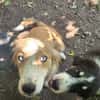Cleo sucht ein Zuhause, in dem sie geliebt und umsorgt wird.