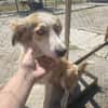 Cleo sucht ein Zuhause, in dem sie geliebt und umsorgt wird.
