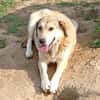 Collie-Mix Vicky -ein sanftes und wunderschönes Wesen