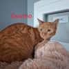 Guizmo