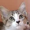 BISQUINE