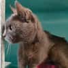 CHARLIE-GRIS QCT