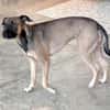 VAIA