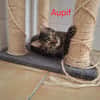 Aupif