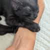 BERLIOZ