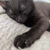 BERLIOZ