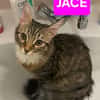 JACE ET FISHER À ADOPTER ENSEMBLE