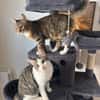 JACE ET FISHER À ADOPTER ENSEMBLE