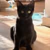 RITALINE À ADOPTER AVEC UN CHAT DÉJÀ PRÉSENT CHEZ VOUS