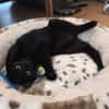 RITALINE À ADOPTER AVEC UN CHAT DÉJÀ PRÉSENT CHEZ VOUS
