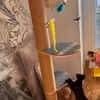 RITALINE À ADOPTER AVEC UN CHAT DÉJÀ PRÉSENT CHEZ VOUS