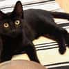 RITALINE À ADOPTER AVEC UN CHAT DÉJÀ PRÉSENT CHEZ VOUS