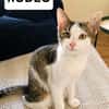 RODÉO A ADOPTER AVEC UN CHAT DÉJÀ PRÉSENT CHEZ VOUS