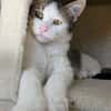 RODÉO A ADOPTER AVEC UN CHAT DÉJÀ PRÉSENT CHEZ VOUS