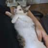 RODÉO A ADOPTER AVEC UN CHAT DÉJÀ PRÉSENT CHEZ VOUS