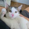 RODÉO A ADOPTER AVEC UN CHAT DÉJÀ PRÉSENT CHEZ VOUS