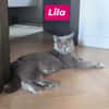 Lila