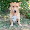 Scotty-Entzückender Hundejunge sucht sein Für-immer-Zuhause!