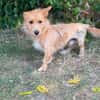 Scotty-Entzückender Hundejunge sucht sein Für-immer-Zuhause!