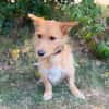 Scotty-Entzückender Hundejunge sucht sein Für-immer-Zuhause!