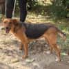 Haya-Sensible Hundemama auf der Suche nach Nähe und Geborgen