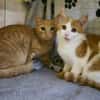 Rusty und Foxi