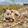 Joey  kleiner Familienhund mit großem Lernwillen