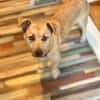 Joey  kleiner Familienhund mit großem Lernwillen