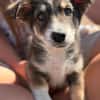 Fridolin  Kleiner Entdecker sucht seine Familie ❤