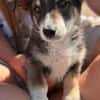 Fridolin  Kleiner Entdecker sucht seine Familie ❤