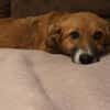 Luna sucht ihre Familie