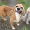 Luna sucht ihre Familie