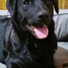 Naomi , Labi mix, sucht ihre Familie!