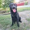 Naomi , Labi mix, sucht ihre Familie!