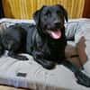 Naomi , Labi mix, sucht ihre Familie!