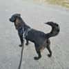 Naomi , Labi mix, sucht ihre Familie!