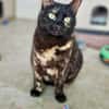 Menschenbezogene Katze Candy