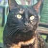 Menschenbezogene Katze Candy