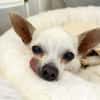 Blanca - Chihuahua Seniorin sucht