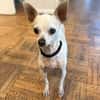 Blanca - Chihuahua Seniorin sucht