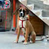 ❤Maggie  Boxer pur, Clown inklusive...