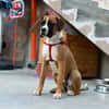 ❤Maggie  Boxer pur, Clown inklusive...