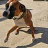 ❤Maggie  Boxer pur, Clown inklusive...